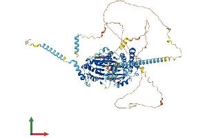 AlphaFold protein structure predicition of Mouse Recombinant Ddx10 Protein, UniprotID Q80Y44