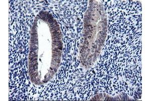 Image no. 9 for anti-RAB37, Member RAS Oncogene Family (RAB37) antibody (ABIN1500561)