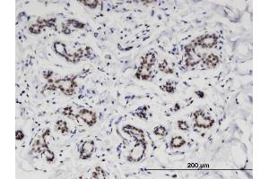 Immunostaining (ISt) image for anti-Chromosome 4 Open Reading Frame 43 (C4orf43) (AA 1-203) antibody (ABIN527493)