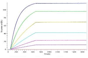 C5 Recombinant Monoclonal Antibody (ABIN7796842) captured on Protein A Chip can bind Human C5 with an affinity constant of 0.