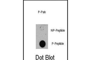 Dot blot analysis of anti-TSC1-p Phospho-specific Pab (R) on nitrocellulose membrane. (TSC1 抗体  (pSer505))