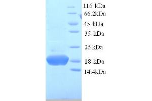 SDS-PAGE (SDS) image for phosphohistidine Phosphatase 1 (PHPT1) (AA 1-125), (full length) protein (His tag) (ABIN5713724) (PHPT1 Protein (AA 1-125, full length) (His tag))