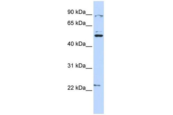 Membrane transport protein XK (XK) (N-Term) 抗体