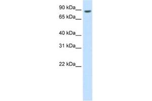 Western Blotting (WB) image for anti-BRF1, RNA polymerase III transcription initiation factor subunit (BRF1) antibody (ABIN2462032) (BRF1 抗体)