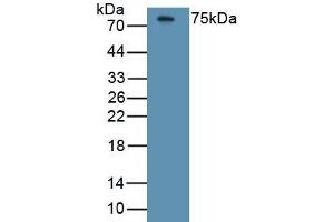 Detection of Recombinant HRG, Human using Monoclonal Antibody to Histidine Rich Glycoprotein (HRG) (HRG 抗体  (AA 18-254))