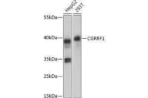 Western blot analysis of extracts of various cell lines, using CGRRF1 antibody (ABIN7266267) at 1:1000 dilution. (CGR19 抗体  (AA 40-170))