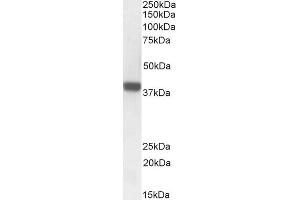 ABIN625827 (1 μg/mL) staining of Rat Skin lysate (35 μg protein in RIPA buffer). (FOXI3 抗体  (Internal Region))