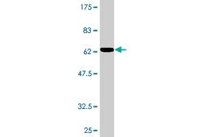 Western Blot detection against Immunogen (54. (WBP2 抗体  (AA 1-261))