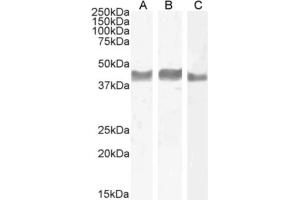 Western Blot using anti-TIGIT antibody 1B4. (Recombinant TIGIT 抗体)