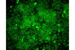 Immunocytochemistry/Immunofluorescence analysis using Mouse Anti-Erp57 Monoclonal Antibody, Clone Map. (PDIA3 抗体  (APC))