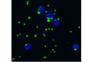 Immunocytochemistry staining of acetone/methanol fixed bovine peripheral blood (thrombocyte-enriched suspension) using anti-bovine CD41/CD61 (IVA30), secondary antibody conjugated to FITC (green signal at thrombocytes), DNA stained with DAPI (blue signal). (CD41, CD61 抗体)