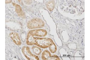 Immunoperoxidase of monoclonal antibody to SERPINA3 on formalin-fixed paraffin-embedded human kidney. (SERPINA3 抗体  (AA 25-423))