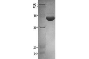 Validation with Western Blot