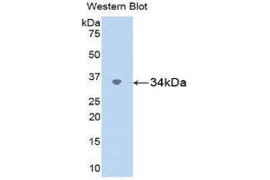Western Blotting (WB) image for anti-Secreted Protein, Acidic, Cysteine-Rich (Osteonectin) (SPARC) (AA 18-301) antibody (ABIN1078417) (SPARC 抗体  (AA 18-301))