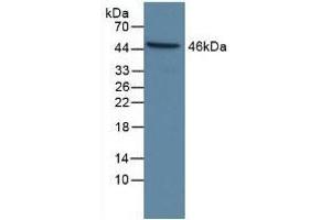 Detection of CASP9 in Human Hela Cells using Polyclonal Antibody to Caspase 9 (CASP9) (Caspase 9 抗体  (AA 331-416))