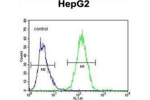 Flow cytometric analysis of HepG2 cells using Hepatopoietin Antibody (C-term) Cat. (GFER 抗体  (C-Term))