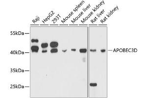 Western blot analysis of extracts of various cell lines, using D antibody (ABIN6129930, ABIN6137008, ABIN6137009 and ABIN6215339) at 1:3000 dilution. (APOBEC3D 抗体  (AA 207-386))