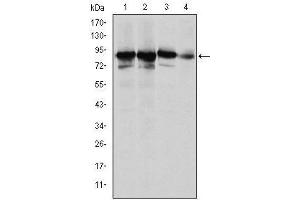 Western blot analysis using XRCC5 mouse mAb against Hela (1), MCF-7 (2), A549 (3) and NIH/3T3 (4) cell lysate. (XRCC5 抗体)