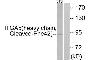 Western blot analysis of extracts from 3T3 cells, treated with etoposide (25uM, 24hours), using ITGA5 (heavy chain, Cleaved-Phe42) antibody. (ITGA5 抗体  (Cleaved-Phe42, N-Term))