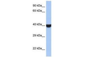 Image no. 1 for anti-Transmembrane Emp24 Protein Transport Domain Containing 8 (TMED8) (AA 251-300) antibody (ABIN6743954) (TMED8 抗体  (AA 251-300))