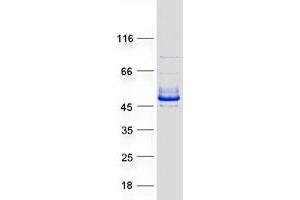 Validation with Western Blot (RNF113B Protein (Myc-DYKDDDDK Tag))