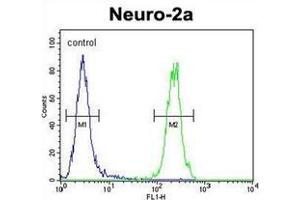 Flow cytometric analysis of Neuro-2a cells using MAF1 Antibody (Center) Cat. (MAF1 抗体  (Middle Region))