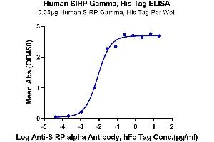 ELISA image for Signal-Regulatory Protein gamma (SIRPG) (AA 29-360) protein (His-Avi Tag) (ABIN7275658)