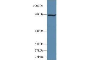 Western Blotting (WB) image for anti-Heat Shock 70kDa Protein 1B (HSPA1B) (AA 1-642) antibody (ABIN7438514)