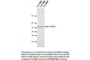 Image no. 1 for anti-Histone Deacetylase 2 (HDAC2) (AA 473-488) antibody (ABIN1042602) (HDAC2 抗体  (AA 473-488))