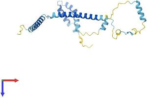 CCDC124 Protein (AA 1-217) (His tag)