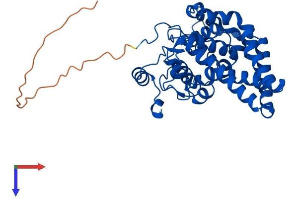 SCD Protein (AA 1-355) (His tag)