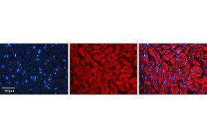 Rabbit Anti-HSP90AB1 Antibody  AV Formalin Fixed Paraffin Embedded Tissue: Human heart Tissue Observed Staining: Cytoplasmic Primary Antibody Concentration: 1:100 Other Working Concentrations: 1:600 Secondary Antibody: Donkey anti-Rabbit-Cy3 Secondary Antibody Concentration: 1:200 Magnification: 20X Exposure Time: 0. (HSP90AB1 抗体  (N-Term))