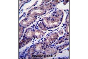 FOXA2 Antibody (Center) (ABIN655072 and ABIN2844704) immunohistochemistry analysis in formalin fixed and paraffin embedded human stomach tissue followed by peroxidase conjugation of the secondary antibody and DAB staining. (FOXA2 抗体  (AA 128-157))