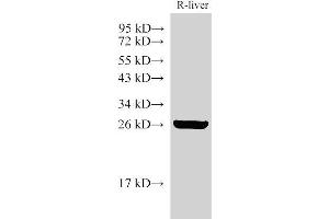 Western Blot analysis of Rat liver using GSTA1 Polyclonal Antibody at dilution of 1:3000 (GSTA1 抗体)