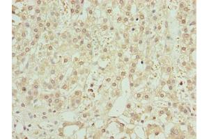Immunohistochemistry of paraffin-embedded human adrenal gland tissue using ABIN7176547 at dilution of 1:100 (ZNF821 抗体  (AA 1-370))