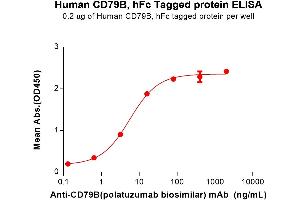 CD79b Molecule, Immunoglobulin-Associated beta (CD79B) (AA 29-159) protein (Fc Tag)