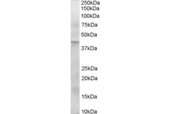 SERPINI2 抗体  (Internal Region)