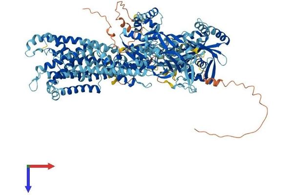 ATP8B2 Protein (AA 1-1209) (His tag)