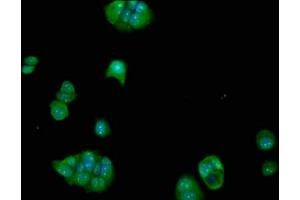 Immunofluorescence staining of MCF-7 cells with ABIN7152390 at 1:100, counter-stained with DAPI. (FCHO1 抗体  (AA 45-180))