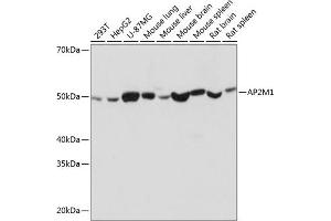 Western blot analysis of extracts of various cell lines, using M1 Rabbit mAb (ABIN7265448) at 1:1000 dilution. (AP2M1 抗体)