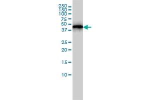 ACTR3 monoclonal antibody (M02), clone 2B6 Western Blot analysis of ACTR3 expression in A-431 .