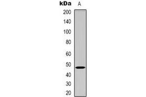 Western blot analysis of GDF7 expression in Hela (A) whole cell lysates. (GDF7 抗体)