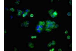 Immunofluorescent analysis of HepG2 cells using ABIN7163993 at dilution of 1:100 and Alexa Fluor 488-congugated AffiniPure Goat Anti-Rabbit IgG(H+L) (KCNH2 抗体  (AA 894-1137))