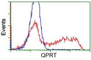 HEK293T cells transfected with either RC202960 overexpress plasmid (Red) or empty vector control plasmid (Blue) were immunostained by anti-QPRT antibody (ABIN2453565), and then analyzed by flow cytometry. (QPRT 抗体)