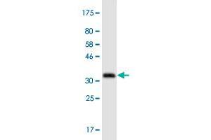 Western Blot detection against Immunogen (36. (ATG3 抗体  (AA 1-100))