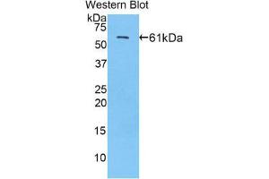 Western Blotting (WB) image for anti-Sp1 Transcription Factor (SP1) (AA 260-591) antibody (ABIN1860600) (SP1 抗体  (AA 260-591))