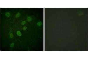 Immunofluorescence (IF) image for anti-Protein Kinase, DNA-Activated, Catalytic Polypeptide (PRKDC) (AA 2604-2653), (pThr2638) antibody (ABIN1531583)