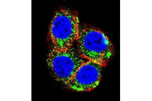 Immunofluorescence (IF) image for anti-Nuclear Receptor Subfamily 3, Group C, Member 1 (Glucocorticoid Receptor) (NR3C1) (AA 713-742), (C-Term) antibody (ABIN651060)