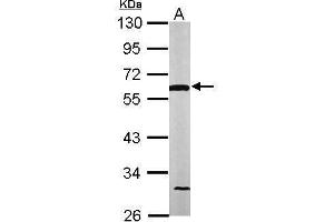WB Image Sample (50 ug of whole cell lysate) A: Mouse brain 10% SDS PAGE antibody diluted at 1:1000