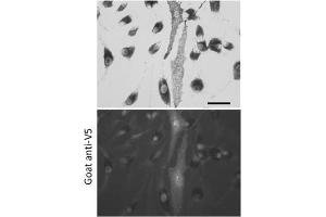 Immunofluorescence (IF) image for anti-V5 Epitope Tag antibody (ABIN6254253)